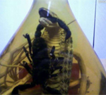 ����������� �������